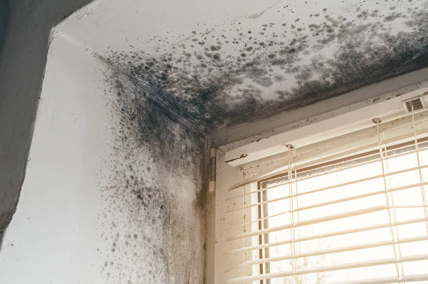 Affordable Mold Inspection And Testing solutions in Laingsburg, MI